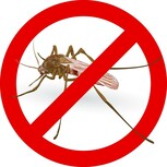 Mosquito Organic Control